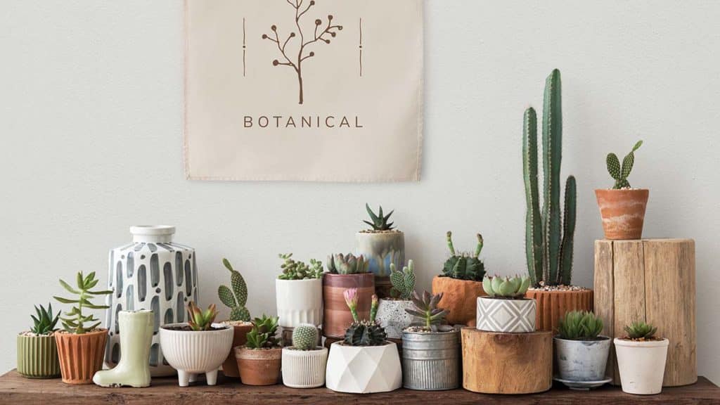 Los cactus son un elemento imprescindible en la Decoración Boho