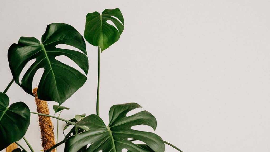 Las plantas son importantes en la Decoración Boho. Hoy te mostramos la Monstera, una de las más utilizadas en este tipo de ambientes. 